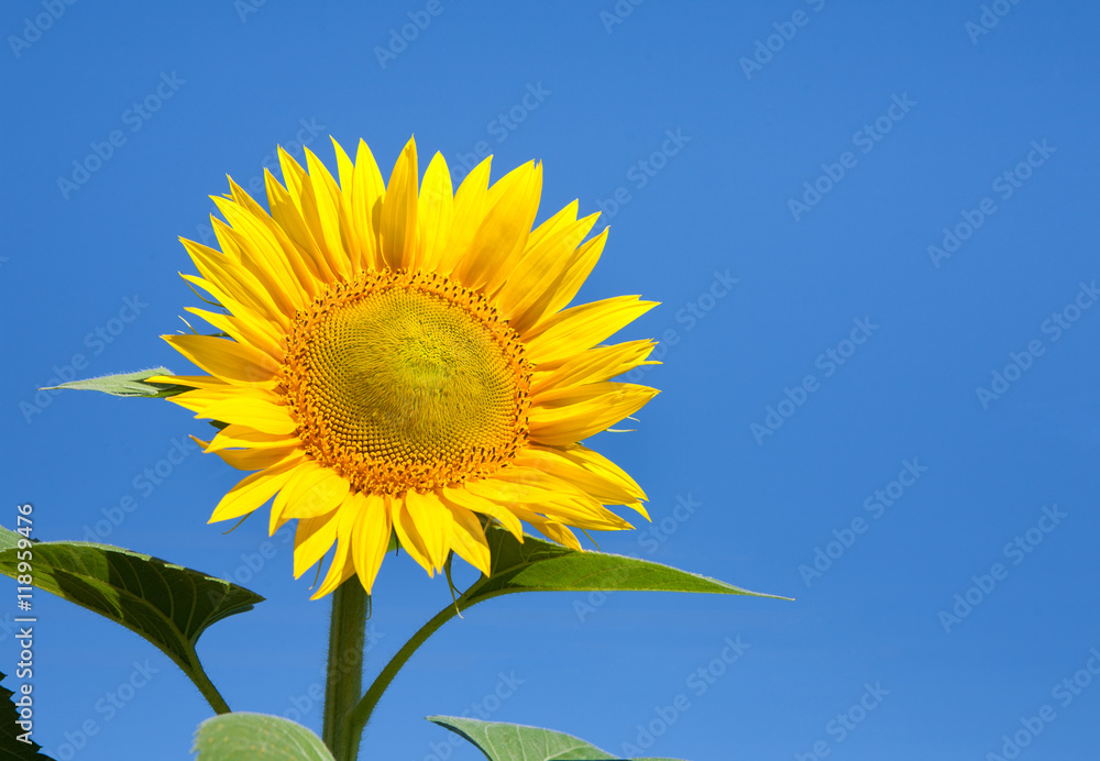 Sunflower at blue sky background Sunflower at blue sky background