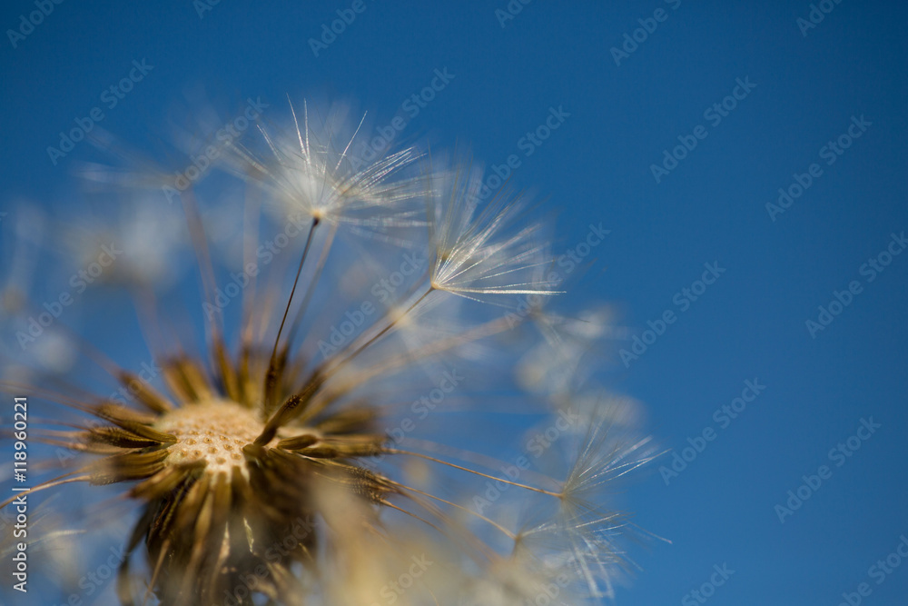 Fototapeta premium Pusteblume mit blauem Himmel