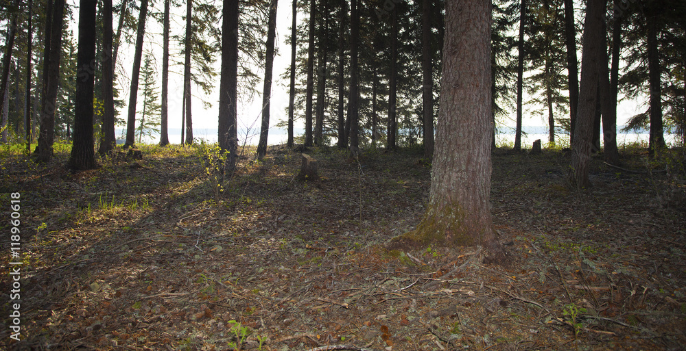 Obraz premium Early forest