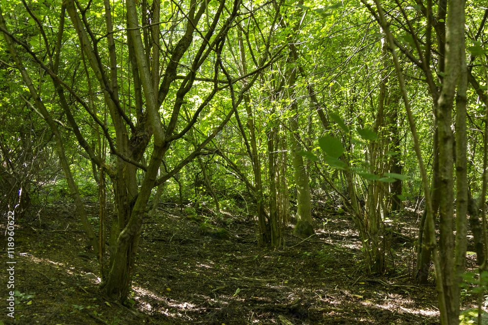 Tät skog med buskar och lövträd