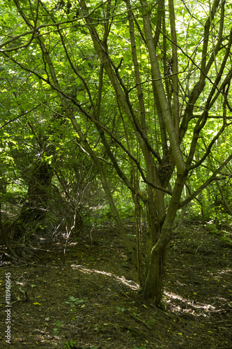 Tät skog med buskar och lövträd