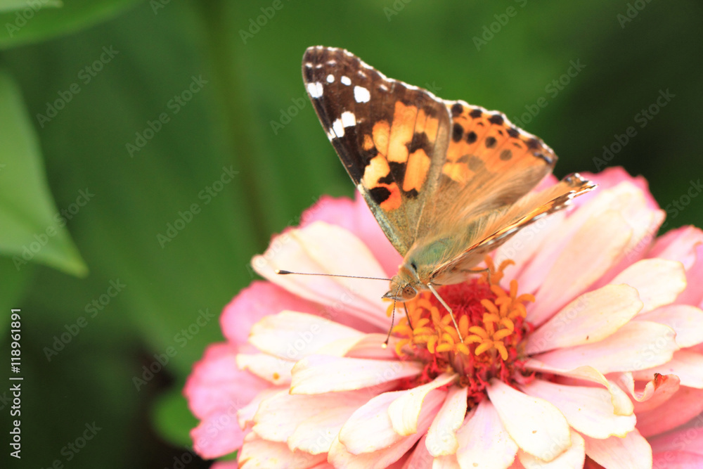 zinnia and butterfly