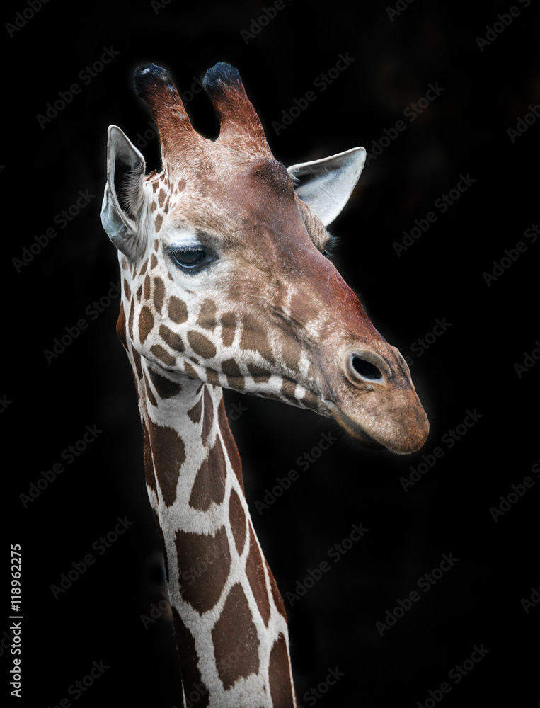 Obraz premium giraffe