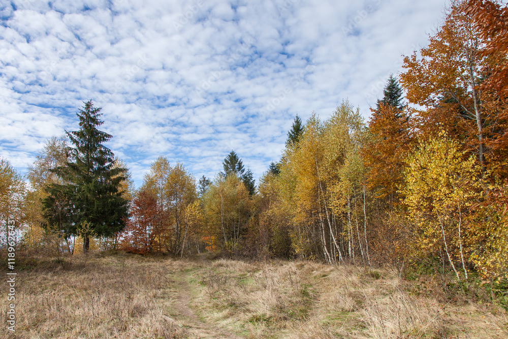 Beautiful fall, autumn forest landscape