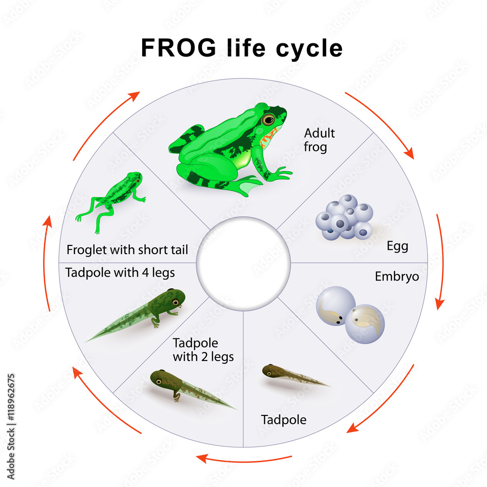 Naklejka premium frog life cycle. Amphibian Metamorphosis.