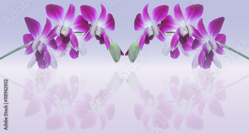 background of  Whtie and violet orchid flower
