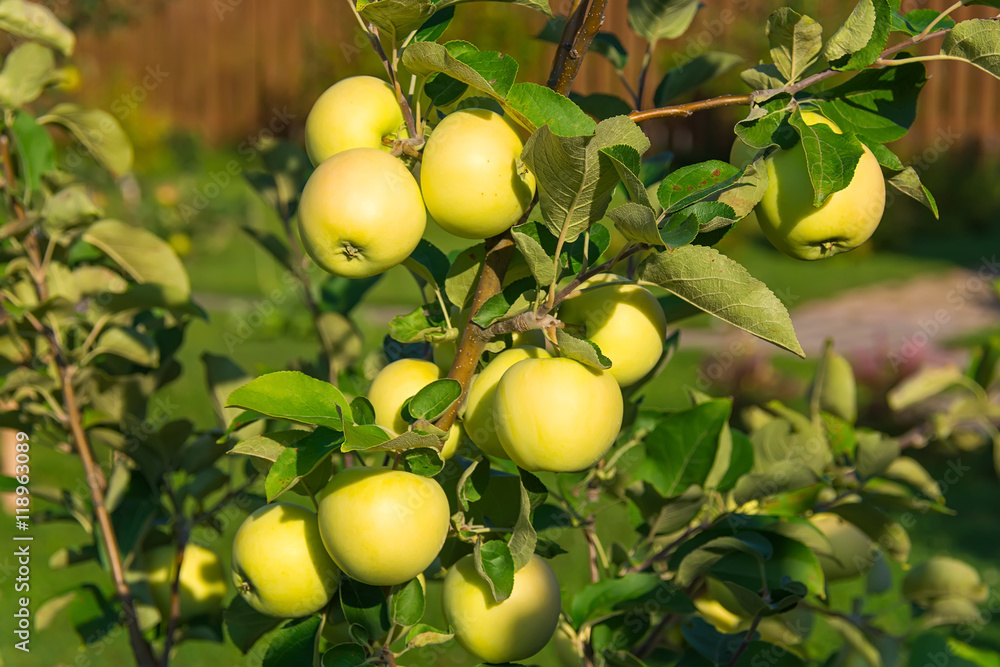Apples on branch in garden. Selective focus Apples on branch in garden. Selective focus