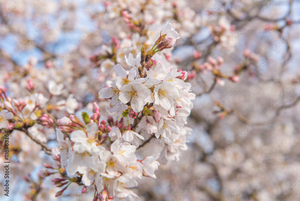 Sakura Flower or Cherry Blossom in public park Fukuoka Japan Sakura Flower or Cherry Blossom in public park Fukuoka Japan