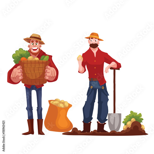 Man harvesting potato in the field, cartoon style vector illustration isolated on white background. Digging potato in the fall time, countryside gardening, harvest time concept
