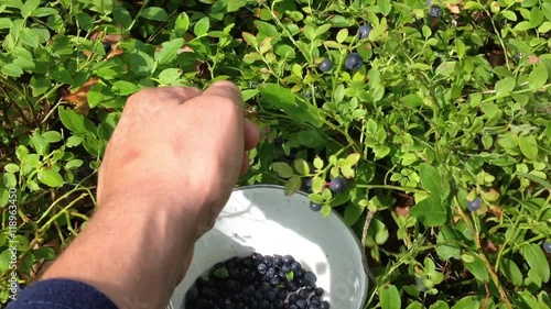 Picking berries in the forest