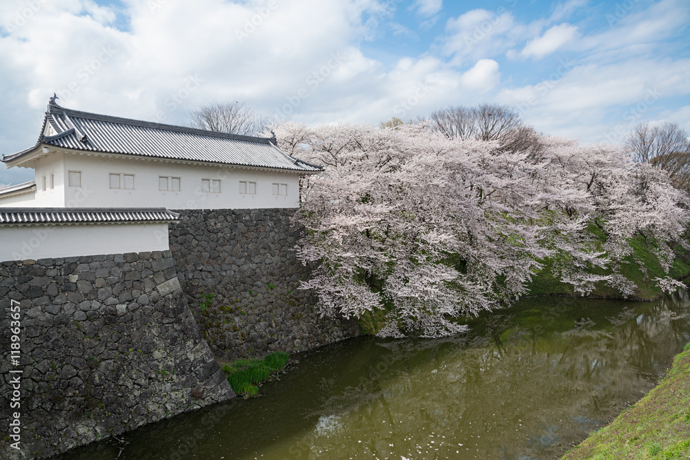 Obraz premium The full bloom Cherry-blossom trees along the Kajo castle moats.