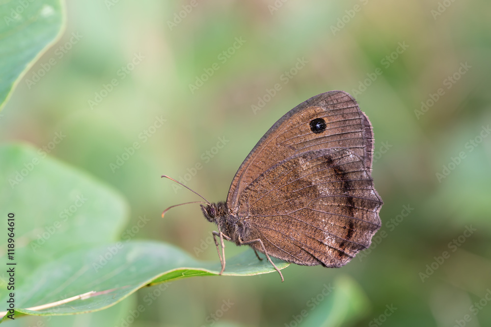 Dryad (Minois dryas) is a butterfly of the Nymphalidae family. It is found in Southern and Central Europe. Dryad (Minois dryas) is a butterfly of the Nymphalidae family. It is found in Southern and Central Europe.