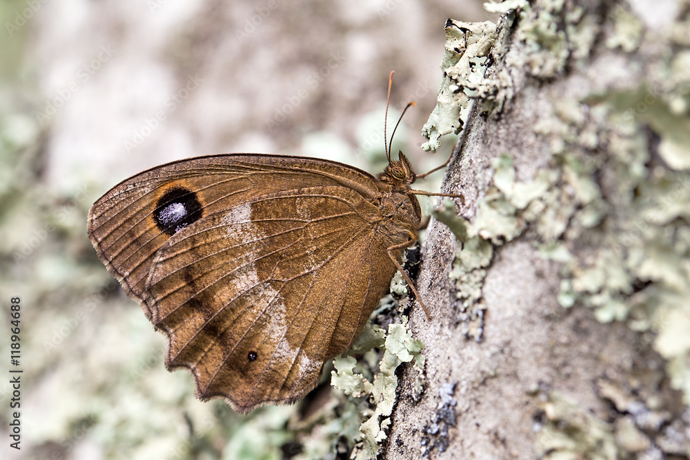 Obraz premium Dryad (Minois dryas) is a butterfly of the Nymphalidae family. It is found in Southern and Central Europe.