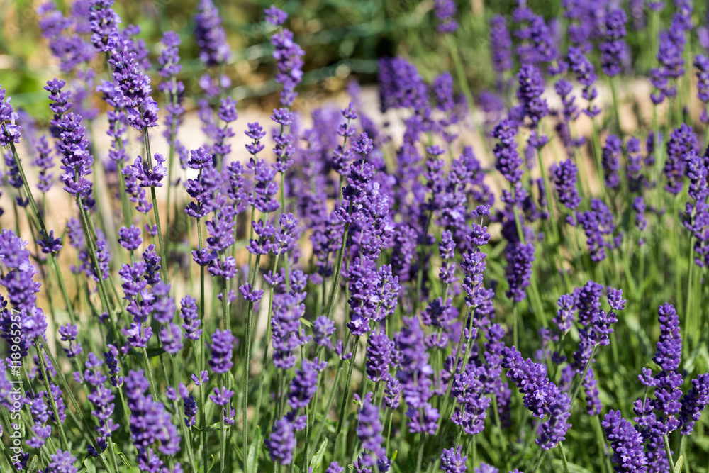 Gardens with the flourishing lavender