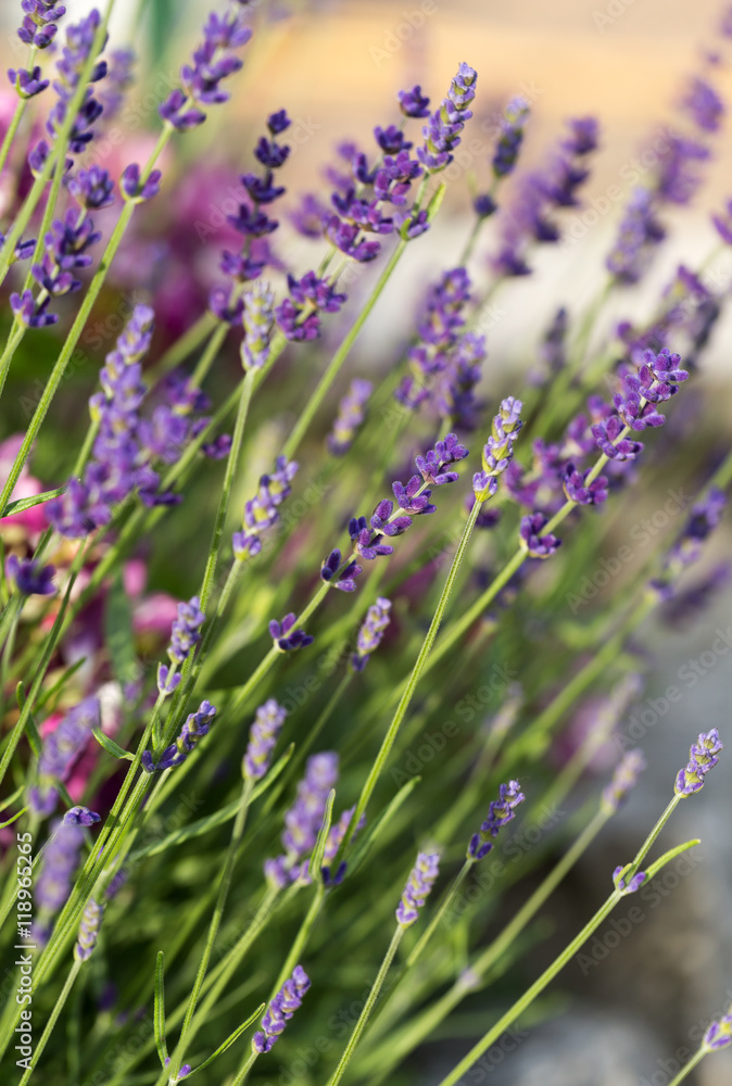 Obraz premium Garden with the flourishing lavender