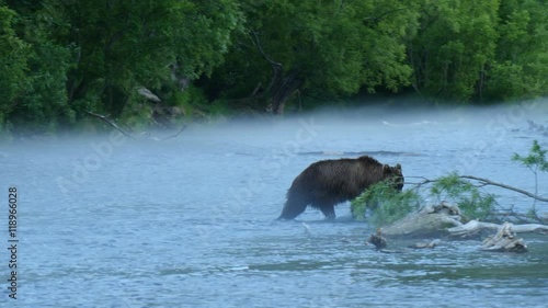Kamchatka bear (ursus arctos) with caught salmon walking in Dvukhyurtochnoye river