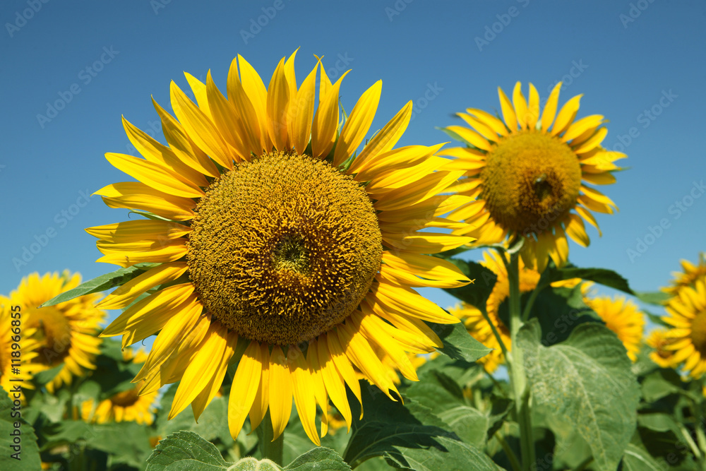 beautiful ripe sunflowers in summer beautiful ripe sunflowers in summer