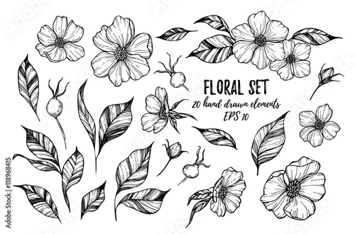 Vector illustrations - Floral set (flowers, leaves and berries).