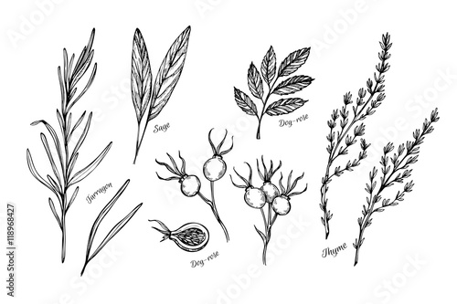 Hand drawn vintage illustration - herbs and spices 