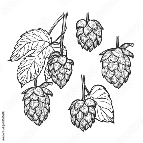 Hand drawn vector illustration - Hops plant. 