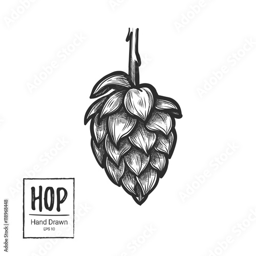Hand drawn vector illustration - Hop. Perfect for malt, ale, lager etc