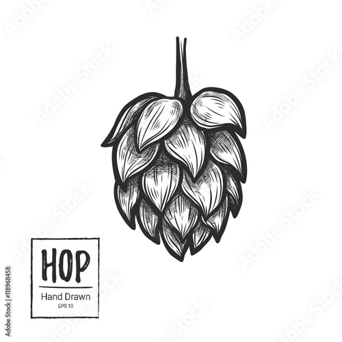 Hand drawn vector illustration - Hop. Perfect for malt, ale, lager etc