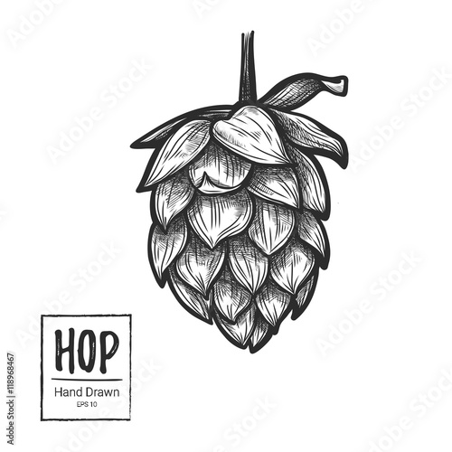 Hand drawn vector illustration - Hop. Perfect for malt, ale etc