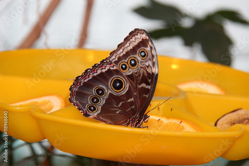 Beautiful butterfly with brown and subtle shades sitting and drinking nectar. The orange color bowls profitable emphasizes the color of the wings.