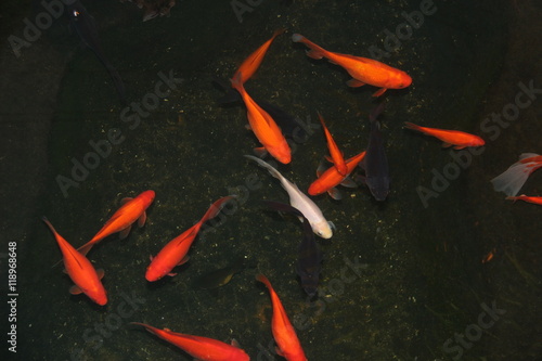 red and black fish on black. clearly visible white, beautiful aquarium