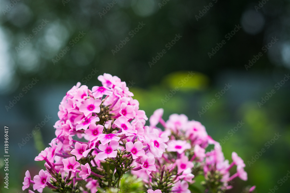 Phlox in the garden. Shallow depth of field. Phlox in the garden. Shallow depth of field.