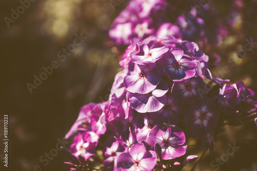 Phlox in the garden. Shallow depth of field. Toned image.