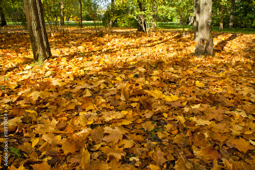 Yellow  orange and red autumn leaves in beautiful park.