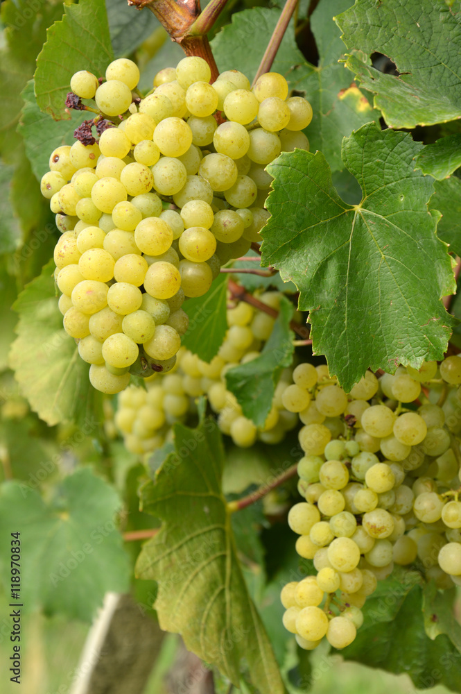 Bunches of grapes in a vineyard before harvest Bunches of grapes in a vineyard before harvest