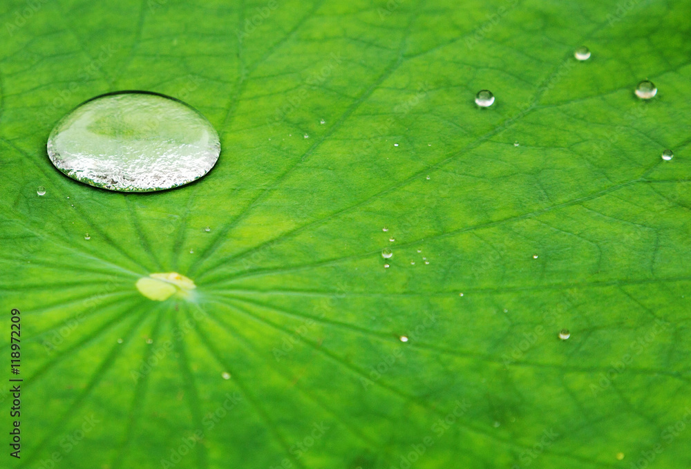 Fototapeta premium dew drop in a lotus leaf
