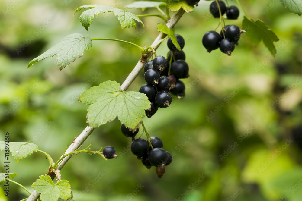 Berries of black currant with raindrops Berries of black currant with raindrops