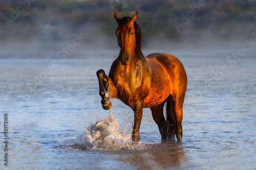 Fototapeta Naklejka Na Ścianę i Meble -  Bay horse in mountain river against sunrise fog