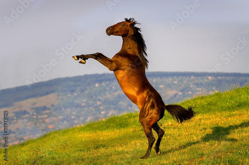 Fototapeta Naklejka Na Ścianę i Meble -  Bay horse rearing up against mountain hills