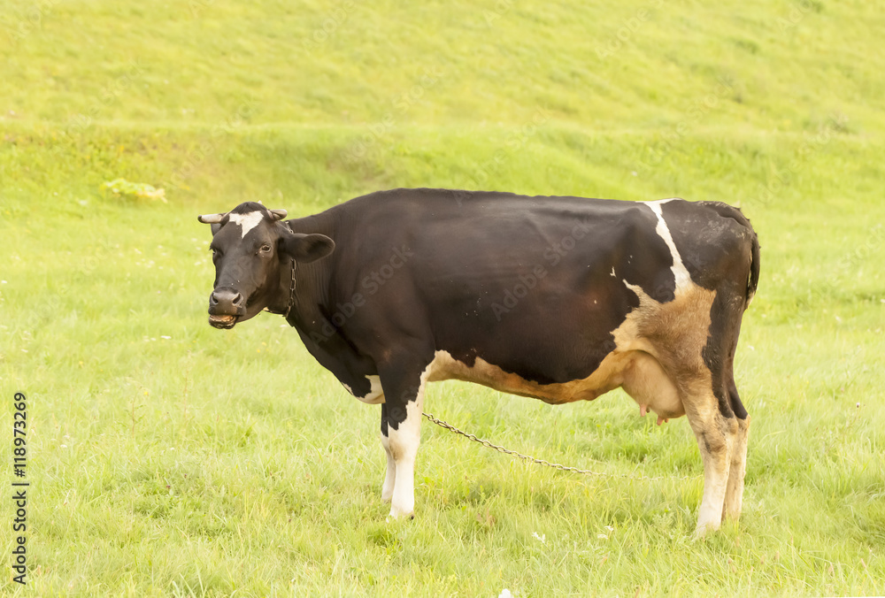 cow chews on a green field, evening