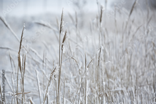 Snowfall in the field. Bush Grass covered with ice crystals. The snow glistens on the blade of grass. Close-up. Winter background. Copy space.