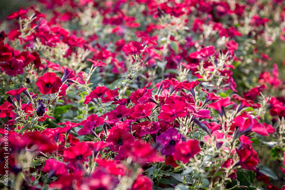 Flower natural background with red petunias