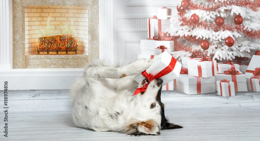 Obraz premium Lustiger, süßer Hund mit schwarz-weißem Gesicht in einem weihnachtlichen Wohnzimmer liegt auf dem Rücken und spielt mit einem Geschenk 