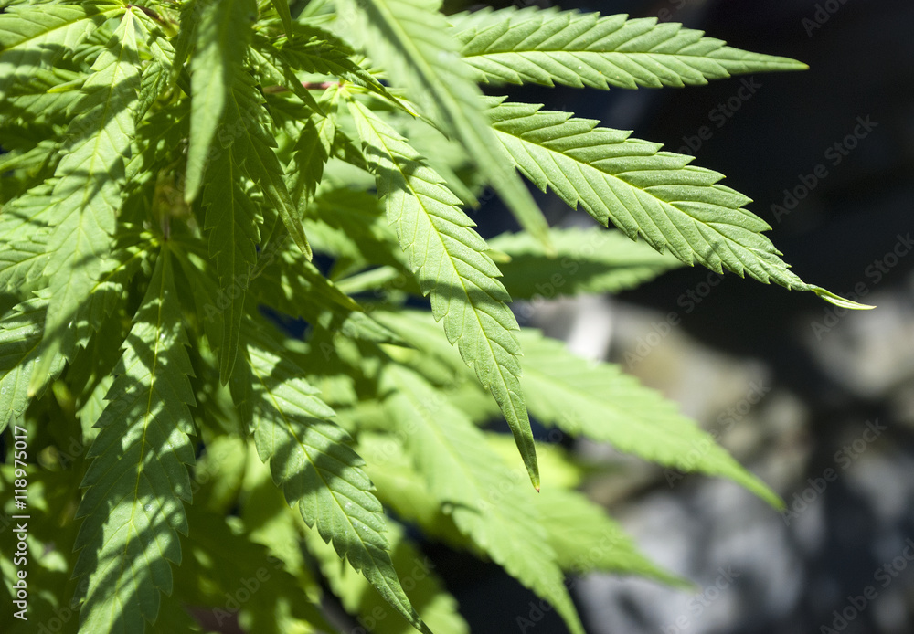 Cannabis sativa, Marijuana, Hanfpflanze Cannabis sativa, Marijuana, Hanfpflanze