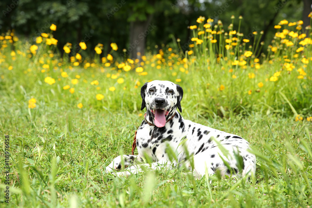 Dalmatian dog on a grass