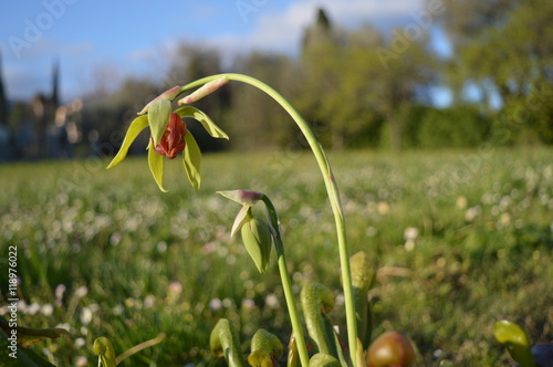 Fleur de Darlingtonia californica photo