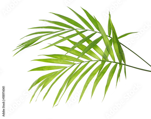 Green leaves of palm tree on white background