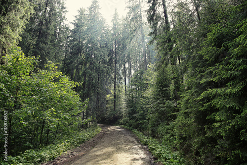 Road in mountain forest