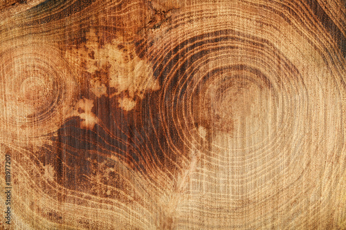 Tree trunk cross section, closeup photo
