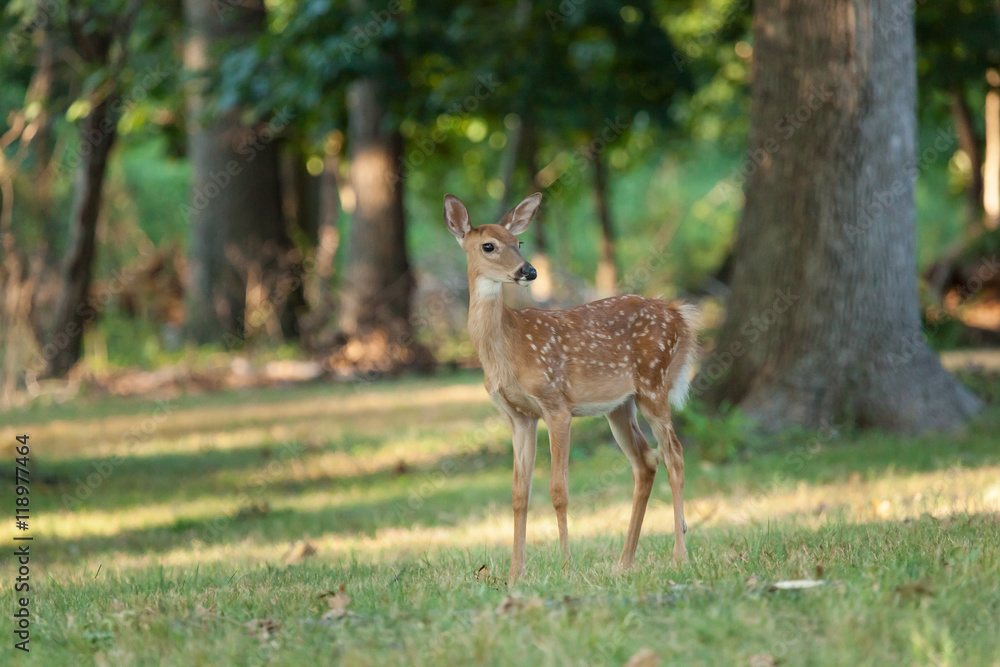 Whitetail Deer Fawn