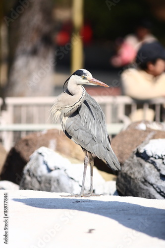 【春のアオサギ】
