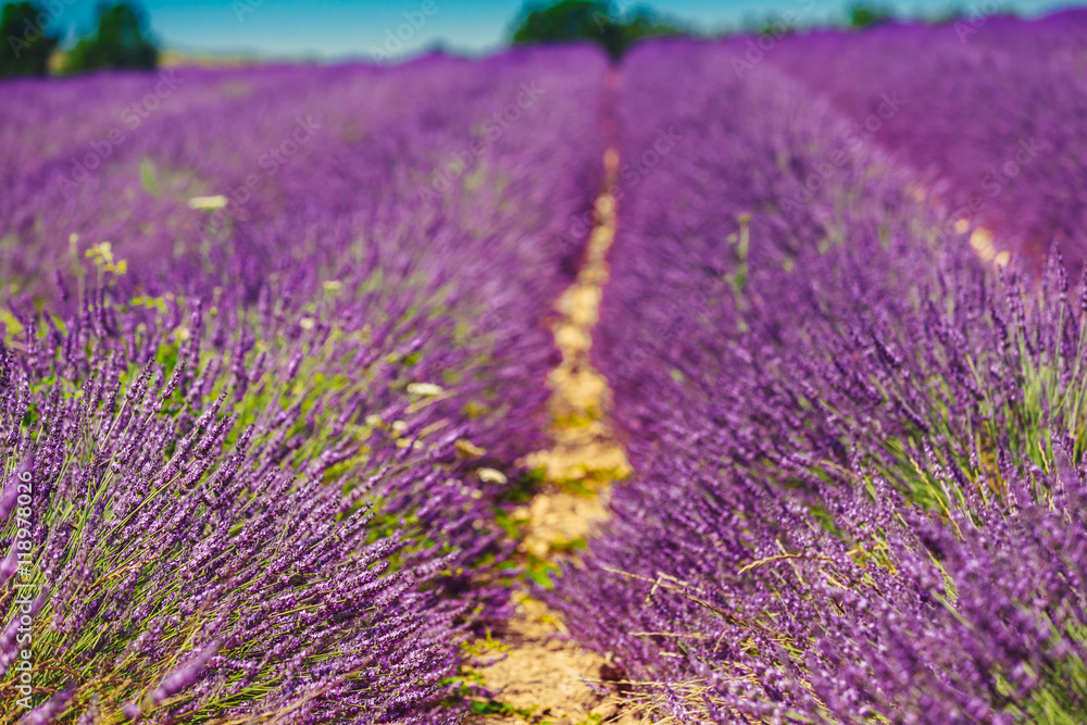 Fototapeta premium Scenic View of Blooming Bright Purple Lavender Flowers Field in Provence